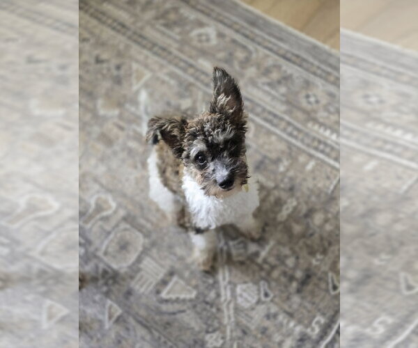 Medium Photo #4 Poodle (Miniature)-Unknown Mix Puppy For Sale in Sandy, UT, USA