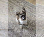 Small #3 Poodle (Miniature) Mix