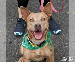 Missy - Female Carolina Dog-Unknown Mix Dog for Adoption - Photo #7
