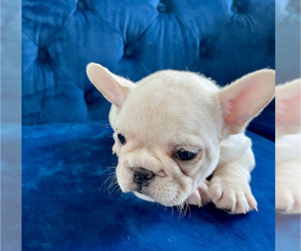 Medium Photo #20 French Bulldog Puppy For Sale in ANDERSONVILLE, TN, USA