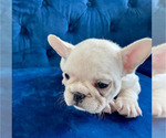 Small Photo #20 French Bulldog Puppy For Sale in ANDERSONVILLE, TN, USA