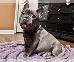 Mother of the French Bulldog puppies born on 08/28/2022