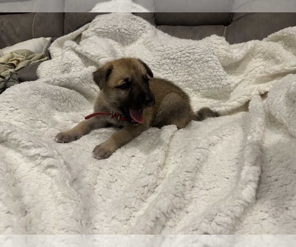 Medium Photo #5 German Shepherd Dog-Great Dane Mix Puppy For Sale in SARASOTA, FL, USA
