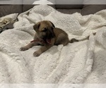 Small Photo #5 German Shepherd Dog-Great Dane Mix Puppy For Sale in SARASOTA, FL, USA