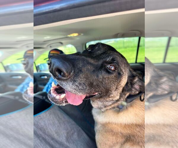 Medium Photo #1 Mutt Puppy For Sale in Imlay City, MI, USA