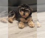 Small Photo #1 YorkiePoo Puppy For Sale in PORT SAINT LUCIE, FL, USA