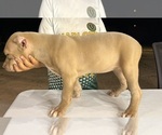 Puppy 4 American Bully