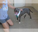 Small #2 American Pit Bull Terrier Mix