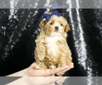 Puppy Finley F1B Maltipoo