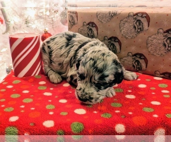 Medium Photo #8 Aussiedoodle Puppy For Sale in SPARTA, MO, USA