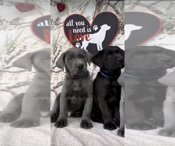 Medium Photo #2 Labrador Retriever Puppy For Sale in WOODSTOCK, IL, USA