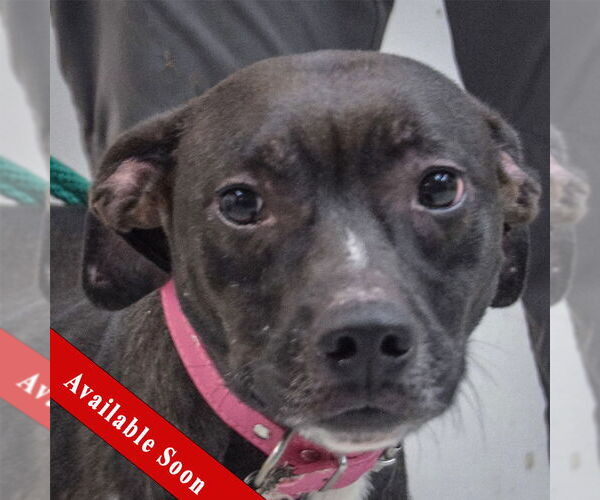 Medium Photo #1 American Staffordshire Terrier-Unknown Mix Puppy For Sale in Huntley, IL, USA