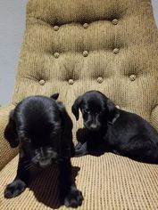 Irish Setter-Labrador Retriever Mix Puppy for sale in KENNAN, WI, USA