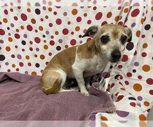 Chihuahua Dogs for adoption in Modesto, CA, USA