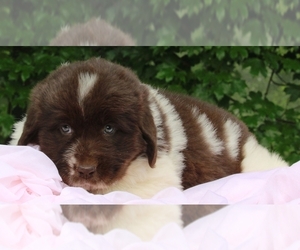 Newfoundland Puppy for sale in FREDERICKSBURG, OH, USA