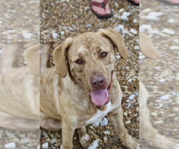 Medium Photo #12 Labrador Retriever-Unknown Mix Puppy For Sale in Foristell, MO, USA