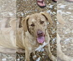 Small #11 Labrador Retriever Mix