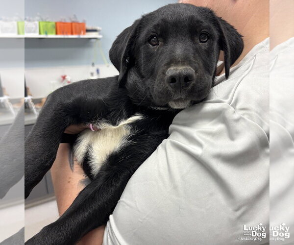 Medium Photo #2 Labrador Retriever-Unknown Mix Puppy For Sale in Washington, DC, USA