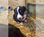 Small Photo #32 Australian Shepherd Puppy For Sale in MONONA, IA, USA