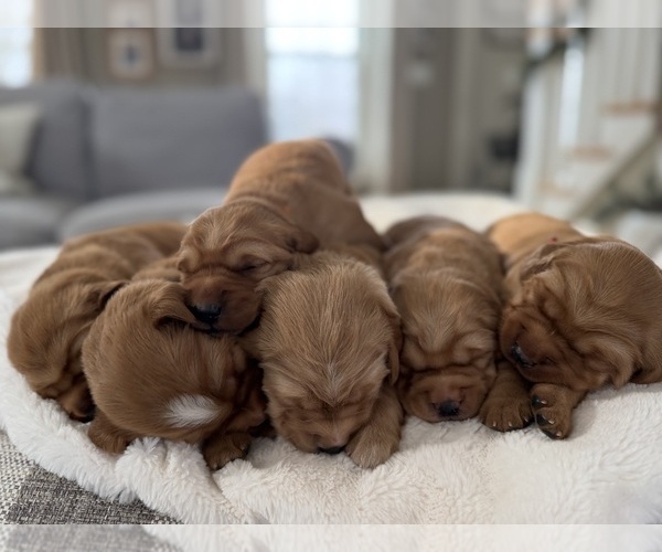 Medium Photo #3 Golden Retriever Puppy For Sale in DE PERE, WI, USA