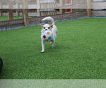 Small #1 Chihuahua Mix