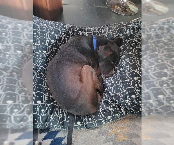 Medium Photo #4 Lab-Pointer Puppy For Sale in San Juan Capistrano, CA, USA