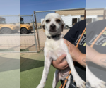 Small #1 Chihuahua Mix