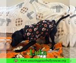 Small #5 Bulldog-Labrador Retriever Mix