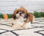 Small #11 Shih Tzu
