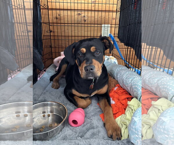 Medium Photo #3 Rottweiler-Unknown Mix Puppy For Sale in Hillsboro, NH, USA