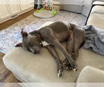 Small #8 American Pit Bull Terrier