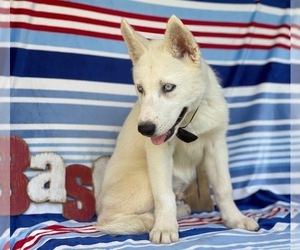 Medium Siberian Husky