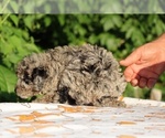 Small #28 Poodle (Toy)