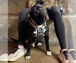 Small #9 American Staffordshire Terrier-Labrador Retriever Mix