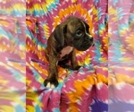 Small Photo #2 Boxer Puppy For Sale in PINE CITY, MN, USA