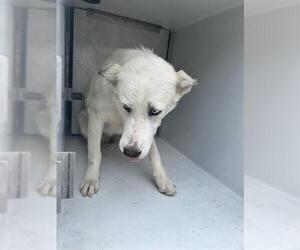 Siberian Husky-Unknown Mix Dogs for adoption in Houston, TX, USA