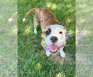 Brooklyn - Female Bulldog-Unknown Mix Dog for Adoption - Photo #10
