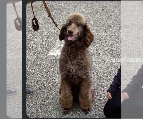 Medium Photo #4 Poodle (Standard) Puppy For Sale in Pacolet, SC, USA
