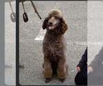 Small #3 Poodle (Standard)