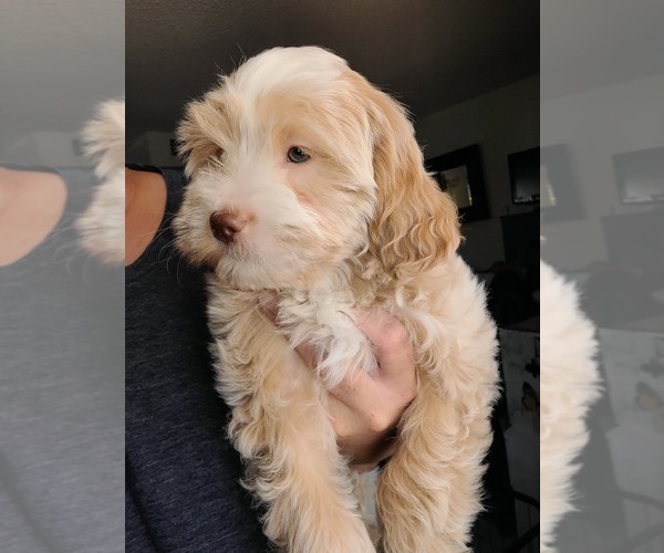 Medium Photo #10 Lhasa Apso Puppy For Sale in PHOENIX, AZ, USA