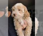 Small #9 Lhasa Apso