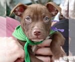 Small #1 Labrador Retriever-Retriever  Mix
