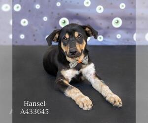 German Shepherd Dog-Unknown Mix Dogs for adoption in Conroe, TX, USA