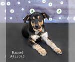 HANSEL - Male German Shepherd Dog-Unknown Mix Dog for Adoption - Small photo