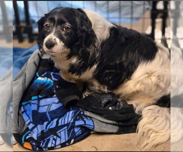 Medium Photo #1 Mutt Puppy For Sale in Crandall, GA, USA