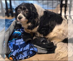 Mutt Dogs for adoption in Crandall, GA, USA