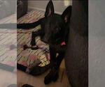Small #15 German Shepherd Dog