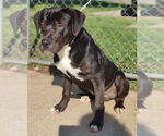 Small #12 Catahoula Leopard Dog-Staffordshire Bull Terrier Mix