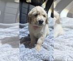 Small Photo #11 Golden Retriever Puppy For Sale in MODESTO, CA, USA