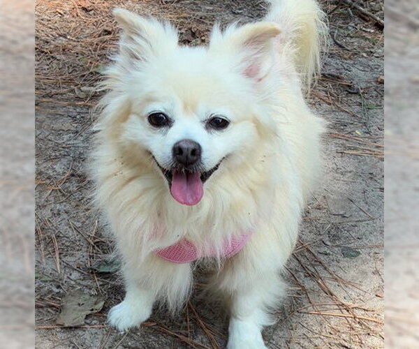 Medium Photo #7 Pomeranian Puppy For Sale in Arlington, VA, USA